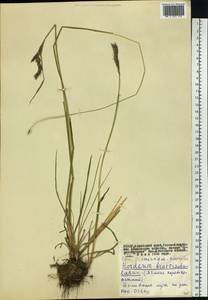 Hordeum brevisubulatum (Trin.) Link, Siberia, Altai & Sayany Mountains (S2) (Russia)