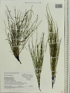 Equisetum palustre L., Eastern Europe, Central region (E4) (Russia)