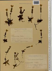 Gentiana verna subsp. oschtenica (Kuzn.) J. J. Halda, Caucasus, Krasnodar Krai & Adygea (K1a) (Russia)