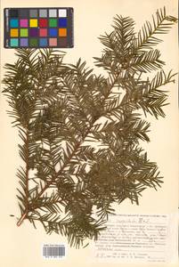 Taxus cuspidata Siebold & Zucc., Siberia, Russian Far East (S6) (Russia)