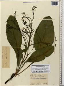 Limonium platyphyllum Lincz., Caucasus, North Ossetia, Ingushetia & Chechnya (K1c) (Russia)