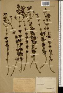 Teucrium orientale L., Caucasus, Stavropol Krai, Karachay-Cherkessia & Kabardino-Balkaria (K1b) (Russia)