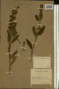 Salvia officinalis L., Eastern Europe, Rostov Oblast (E12a) (Russia)