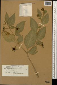Atropa belladonna L., Caucasus, Stavropol Krai, Karachay-Cherkessia & Kabardino-Balkaria (K1b) (Russia)