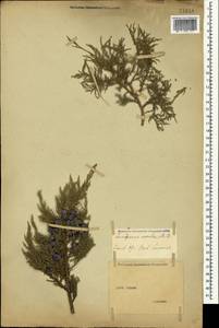 Juniperus excelsa M.-Bieb., Crimea (KRYM) (Russia)