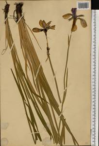 Iris sibirica L., Eastern Europe, Moscow region (E4a) (Russia)