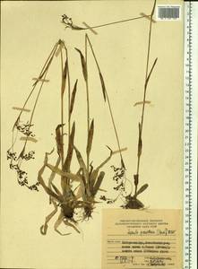 Luzula parviflora (Ehrh.) Desv., Siberia, Russian Far East (S6) (Russia)