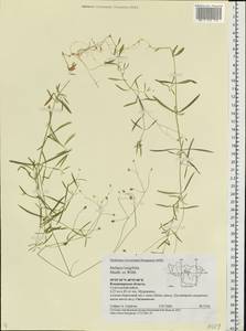 Stellaria longifolia (Regel) Muhl. ex Willd., Eastern Europe, Central region (E4) (Russia)
