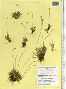 Tofieldia pusilla (Michx.) Pers., Eastern Europe, Northern region (E1) (Russia)