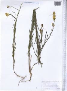 Linaria angustissima (Loisel.) Borbás, Middle Asia, Caspian Ustyurt & Northern Aralia (M8) (Kazakhstan)
