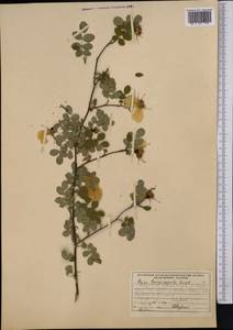 Rosa villosa L., Middle Asia, Pamir & Pamiro-Alai (M2) (Kyrgyzstan)
