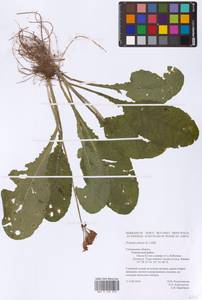 Primula elatior (L.) L., Eastern Europe, Western region (E3) (Russia)