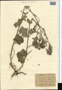 Delphinium dasyanthum Kar. & Kir., Middle Asia, Western Tian Shan & Karatau (M3)