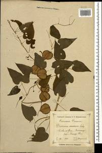 Dioscorea caucasica Lipsky, Caucasus, Krasnodar Krai & Adygea (K1a) (Russia)