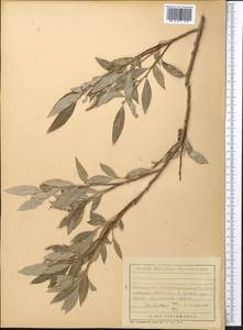 Salix, Middle Asia, Kopet Dag, Badkhyz, Small & Great Balkhan (M1) (Turkmenistan)