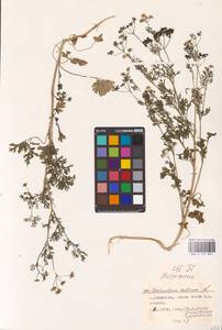 Coriandrum sativum L., Eastern Europe, Lower Volga region (E9) (Russia)