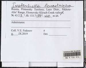 Iwatsukiella leucotricha (Mitt.) W.R. Buck & H.A. Crum, Bryophytes, Bryophytes - Russian Far East (excl. Chukotka & Kamchatka) (B20) (Russia)
