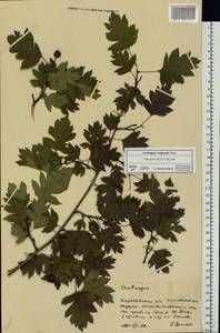 Crataegus ambigua C. A. Mey. ex A. K. Becker, Eastern Europe, North Ukrainian region (E11) (Ukraine)