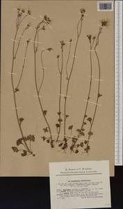 Saxifraga granulata, Western Europe (EUR) (Czech Republic)