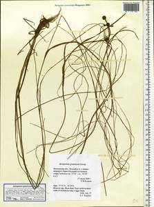 Sparganium gramineum Georgi, Eastern Europe, Moscow region (E4a) (Russia)