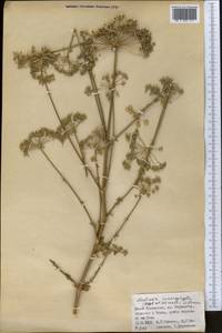 Mediasia macrophylla (Regel & Schmalh.) Pimenov, Middle Asia, Western Tian Shan & Karatau (M3) (Kazakhstan)