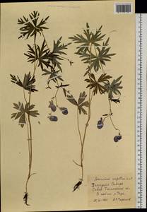 Aconitum, Siberia, Western Siberia (S1) (Russia)