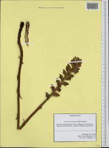 Orobanche laxissima Uhlich & Rätzel, Caucasus, Dagestan (K2) (Russia)