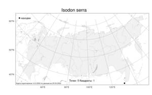 Isodon serra (Maxim.) Kudô, Atlas of the Russian Flora (FLORUS) (Russia)