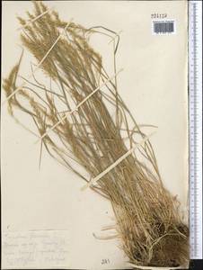 Trisetum flavescens (L.) P.Beauv., Middle Asia, Kopet Dag, Badkhyz, Small & Great Balkhan (M1) (Turkmenistan)