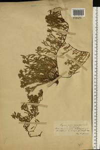Thymus pannonicus All., Eastern Europe, South Ukrainian region (E12) (Ukraine)