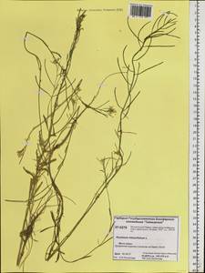 Erysimum hieraciifolium L., Siberia, Central Siberia (S3) (Russia)