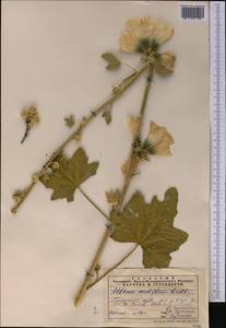 Alcea nudiflora (Lindl.) Boiss., Middle Asia, Pamir & Pamiro-Alai (M2)