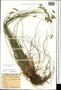 Alopecurus ponticus K.Koch, Caucasus, Stavropol Krai, Karachay-Cherkessia & Kabardino-Balkaria (K1b) (Russia)