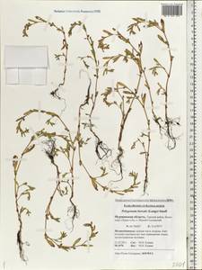 Polygonum boreale (Lange) Small, Eastern Europe, Northern region (E1) (Russia)