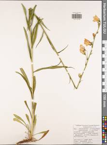 Campanula persicifolia L., Eastern Europe, Central region (E4) (Russia)