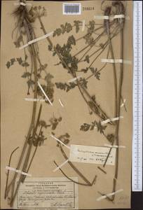 Seseli mucronatum (Schrenk) Pimenov & Sdobnina, Middle Asia, Pamir & Pamiro-Alai (M2) (Kyrgyzstan)