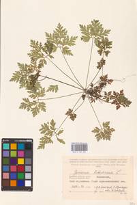 Geranium robertianum L., Eastern Europe, Western region (E3) (Russia)