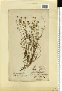 Matricaria chamomilla L., Eastern Europe, Lithuania (E2a) (Lithuania)