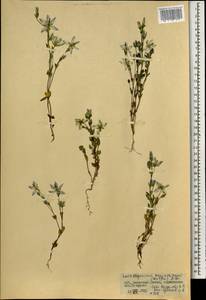 Lomatogonium carinthiacum (Wulfen) Reichenb., Mongolia (MONG) (Mongolia)