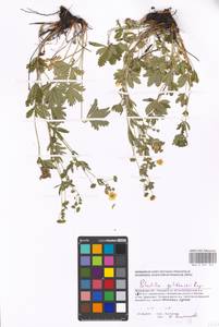 Potentilla thuringiaca Bernh. ex Link, Eastern Europe, Moscow region (E4a) (Russia)
