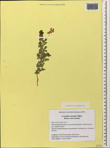 Coronilla coronata L., Caucasus, Black Sea Shore (from Novorossiysk to Adler) (K3) (Russia)