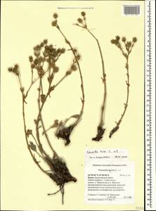 Potentilla hirta subsp. hirta, Crimea (KRYM) (Russia)