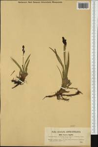 Carex bigelowii Torr. ex Schwein., Western Europe (EUR) (Hungary)