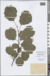Alnus glutinosa (L.) Gaertn., Eastern Europe, Central forest-and-steppe region (E6) (Russia)