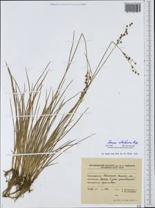 Juncus gerardi subsp. atrofuscus (Rupr.) Printz, Eastern Europe, Northern region (E1) (Russia)