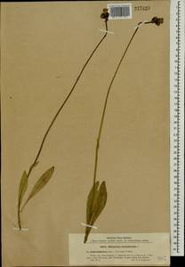 Pilosella aurantiaca subsp. aurantiaca, Eastern Europe, Northern region (E1) (Russia)
