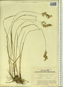 Anthoxanthum nitens (Weber) Y.Schouten & Veldkamp, Siberia, Western Siberia (S1) (Russia)