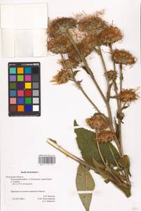 Inula helenium L., Eastern Europe, Central region (E4) (Russia)