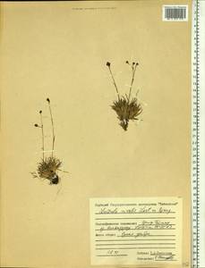 Luzula nivalis (Laest.) Spreng., Siberia, Central Siberia (S3) (Russia)