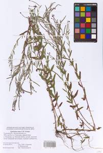 Epilobium lamyi F. W. Schultz, Eastern Europe, Central region (E4) (Russia)